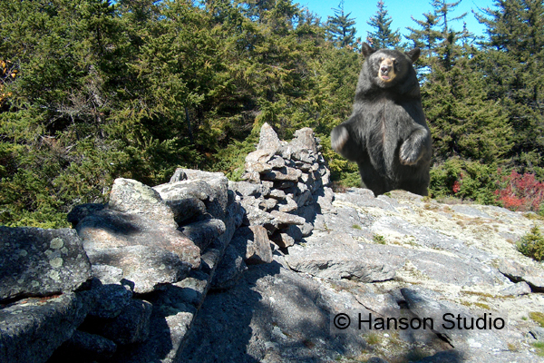 Bear with Stone Wall - Summer